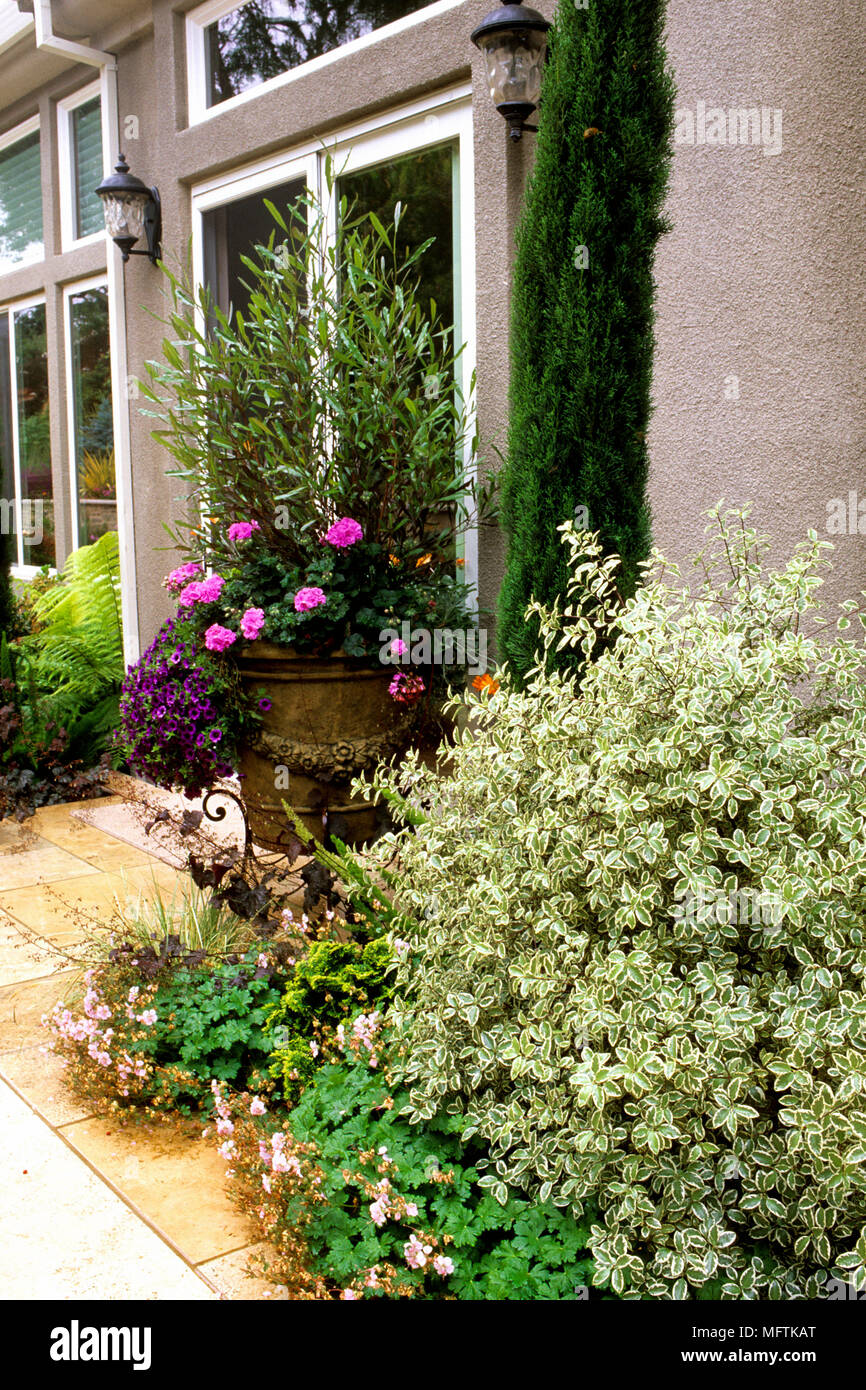 Coglizer Garten und eine Anpflanzung von Pittosporum tenuifolium cv, Geranium, Pelargonium, Petunia und Cupressus sempervirens Stockfoto