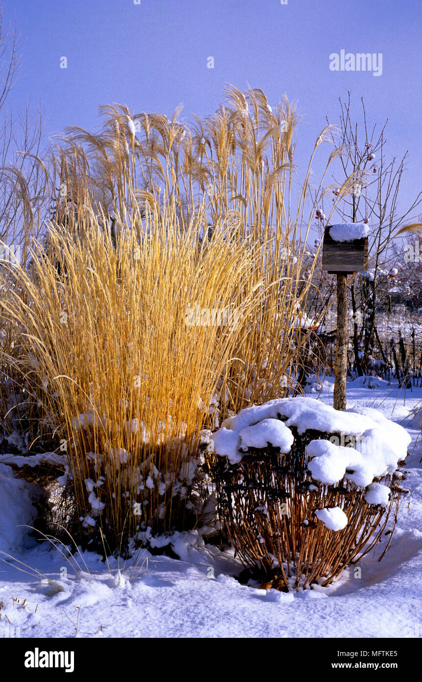 Winter Szene mit Pflanzungen von Miscanthus sinensis, Calmagrostis x acutiflora 'Karl Foerster' und 'Freude' Hylotelephium Herbst Stockfoto