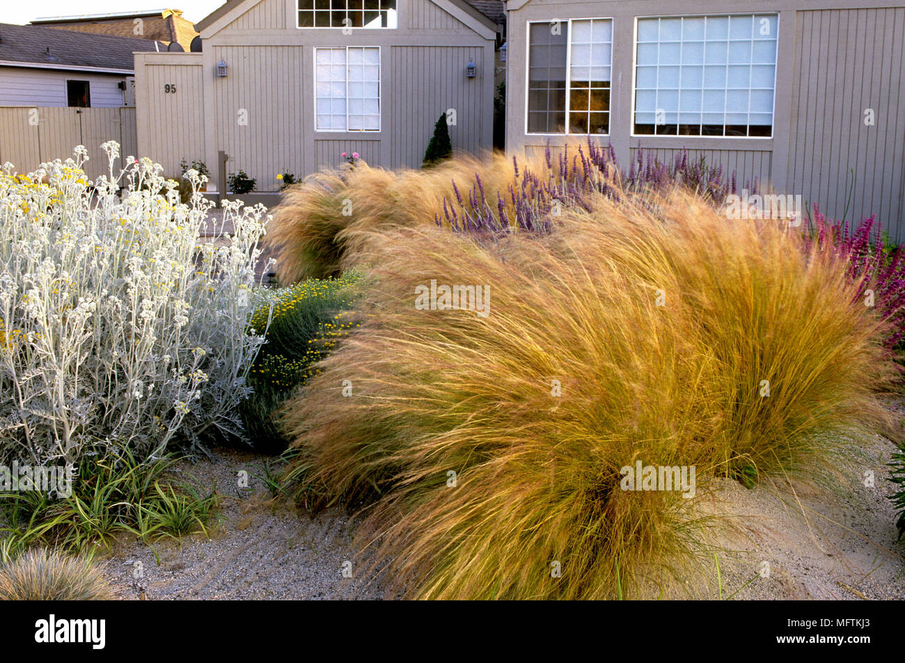 Chemische Garten Mit Pflanzen Der Stipa Tenuissima Salvia