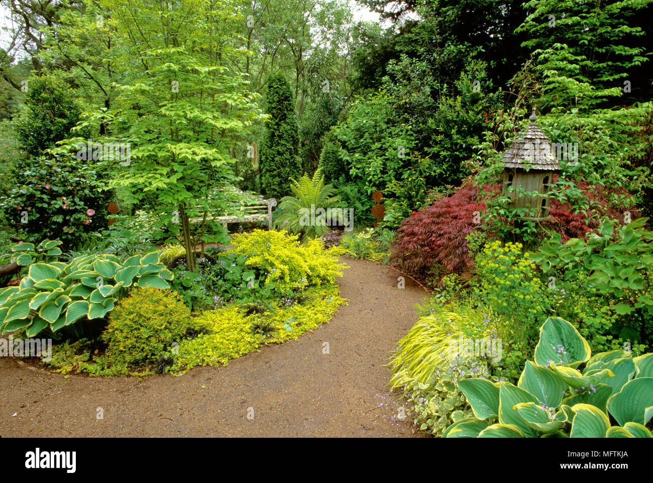 Garten mit einer Anpflanzung von Coglizer Garten, Acer, Euphorbia, Dicksonia antarctica, Berberis thunbergii 'Aurea', Brunnera macrophylla, Hosta fluctuans ' Stockfoto