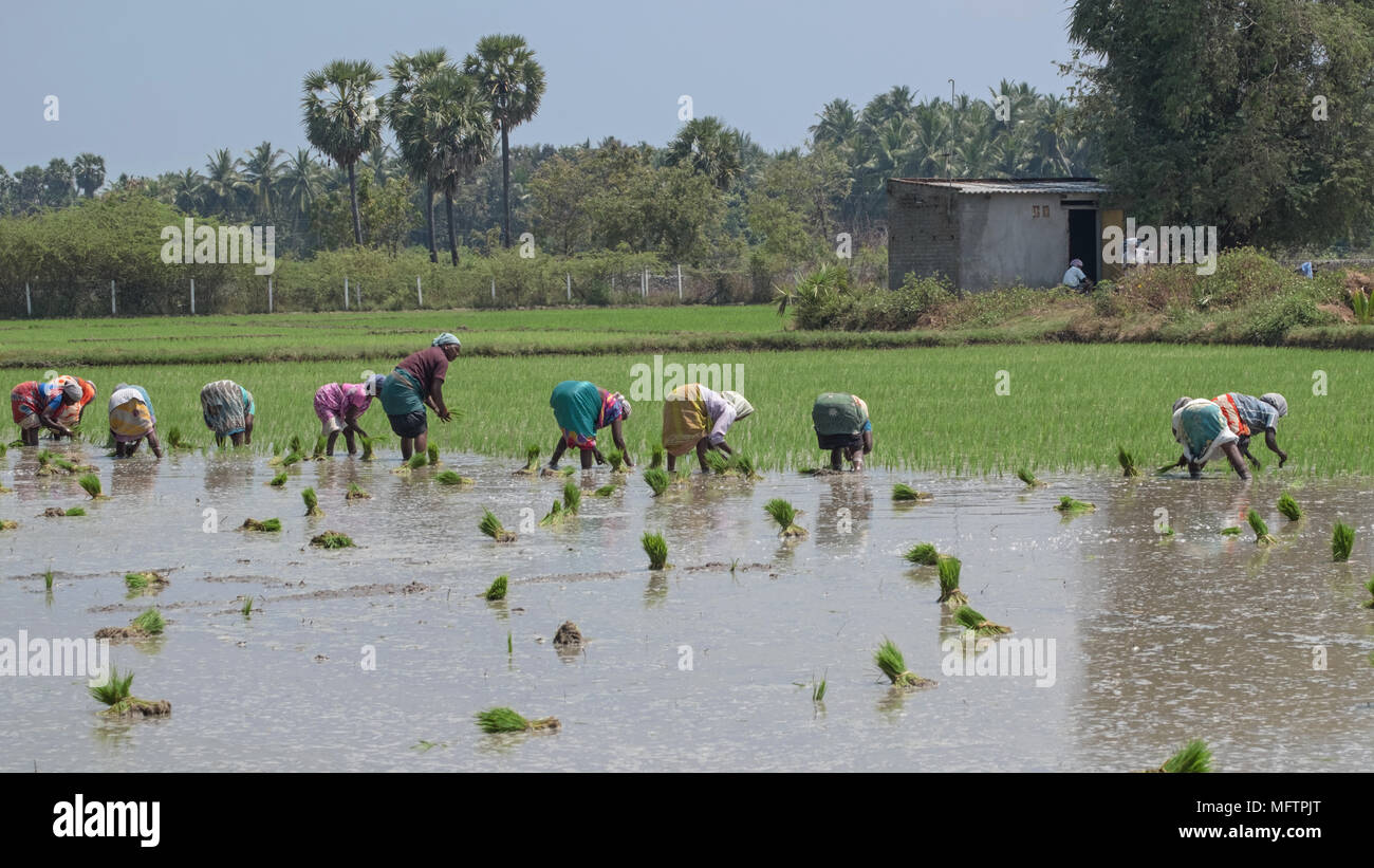 Villuppuram, Indien - 18. März 2018: Arbeiterinnen, die Backbreaking Aufgabe der Aussaat junge Reispflanzen in einem Reisfeld in Tamil Nadu. Stockfoto
