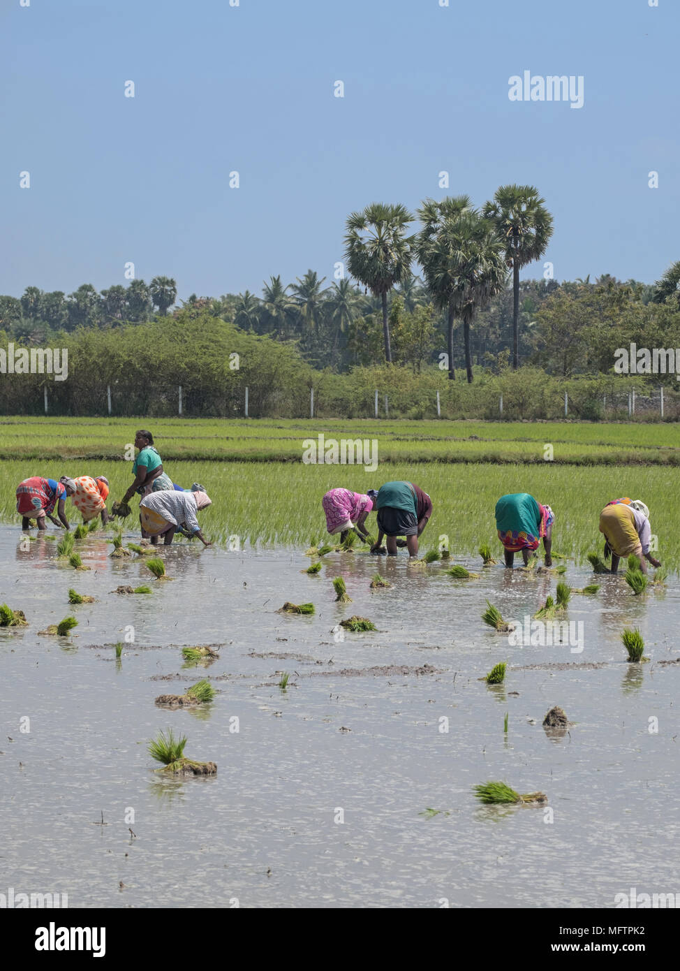 Villuppuram, Indien - 18. März 2018: Arbeiterinnen, die Backbreaking Aufgabe der Aussaat junge Reispflanzen in einem Reisfeld in Tamil Nadu. Stockfoto