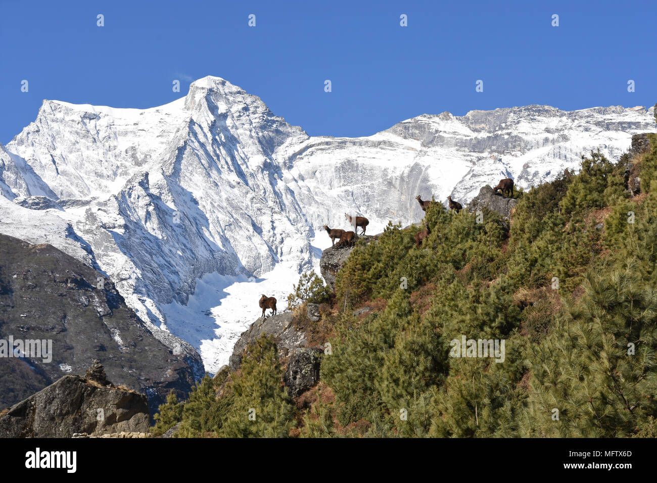Himalayan serows vor Kongde Ri in Namche Bazar, Nepal Stockfoto
