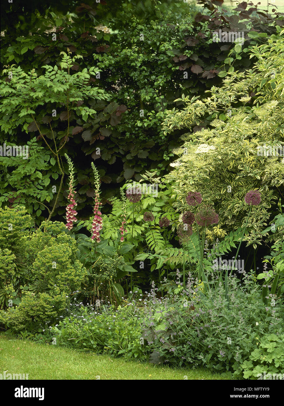 Garten detail Blumenbeet Stauden Gärten dichte Bepflanzung Fingerhut alliums Farne natürliche Schattig Stockfoto