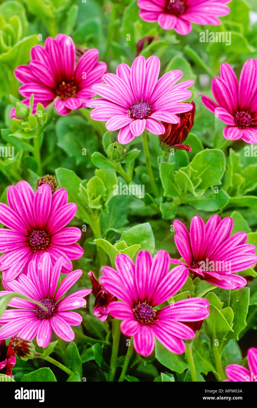 Osteospermum ÔShort RedÕ Stockfoto