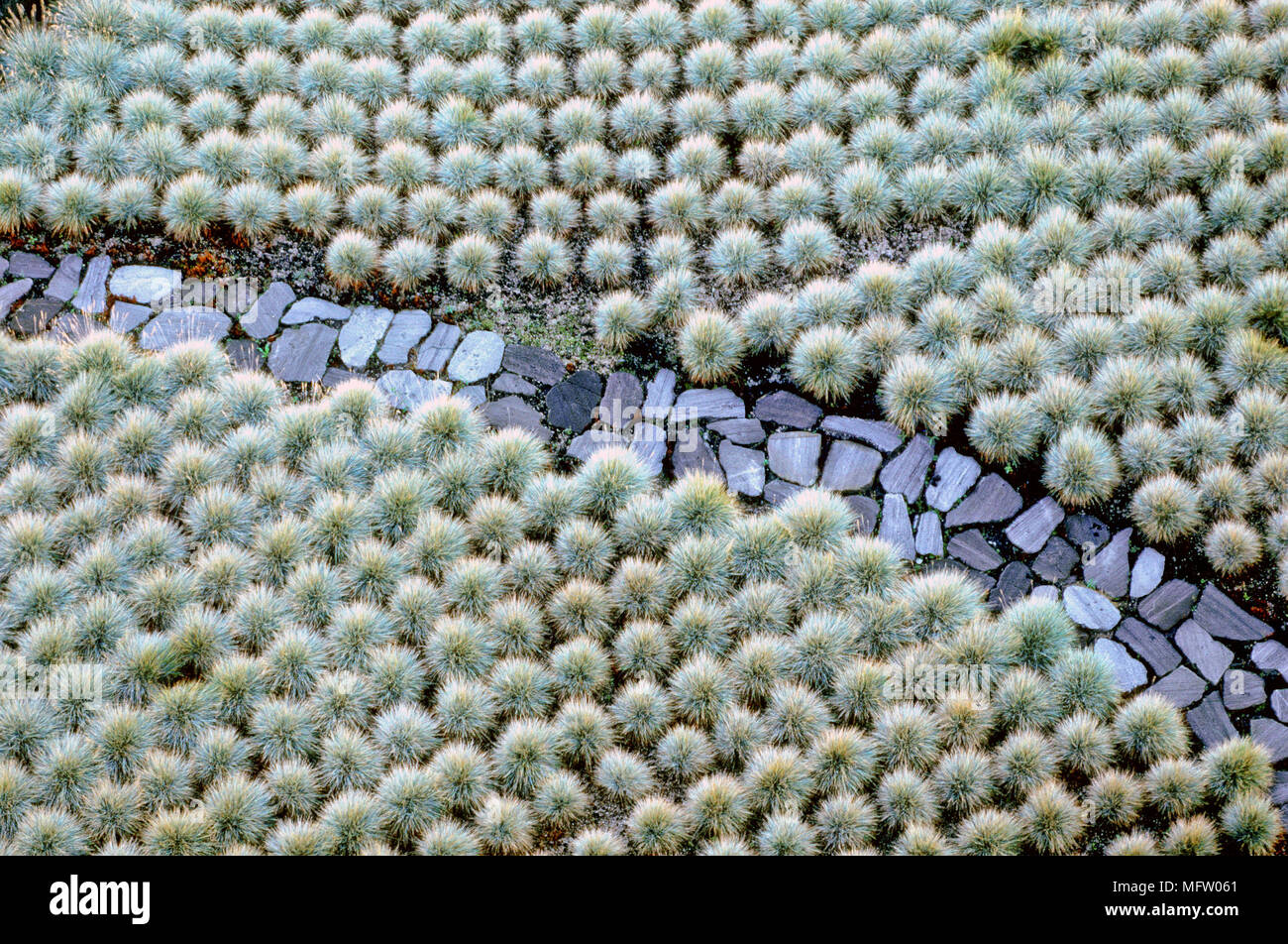 Ein Weg der Schiefer Platten mit Festuca ovina ' hastata 'umrandete Stockfoto