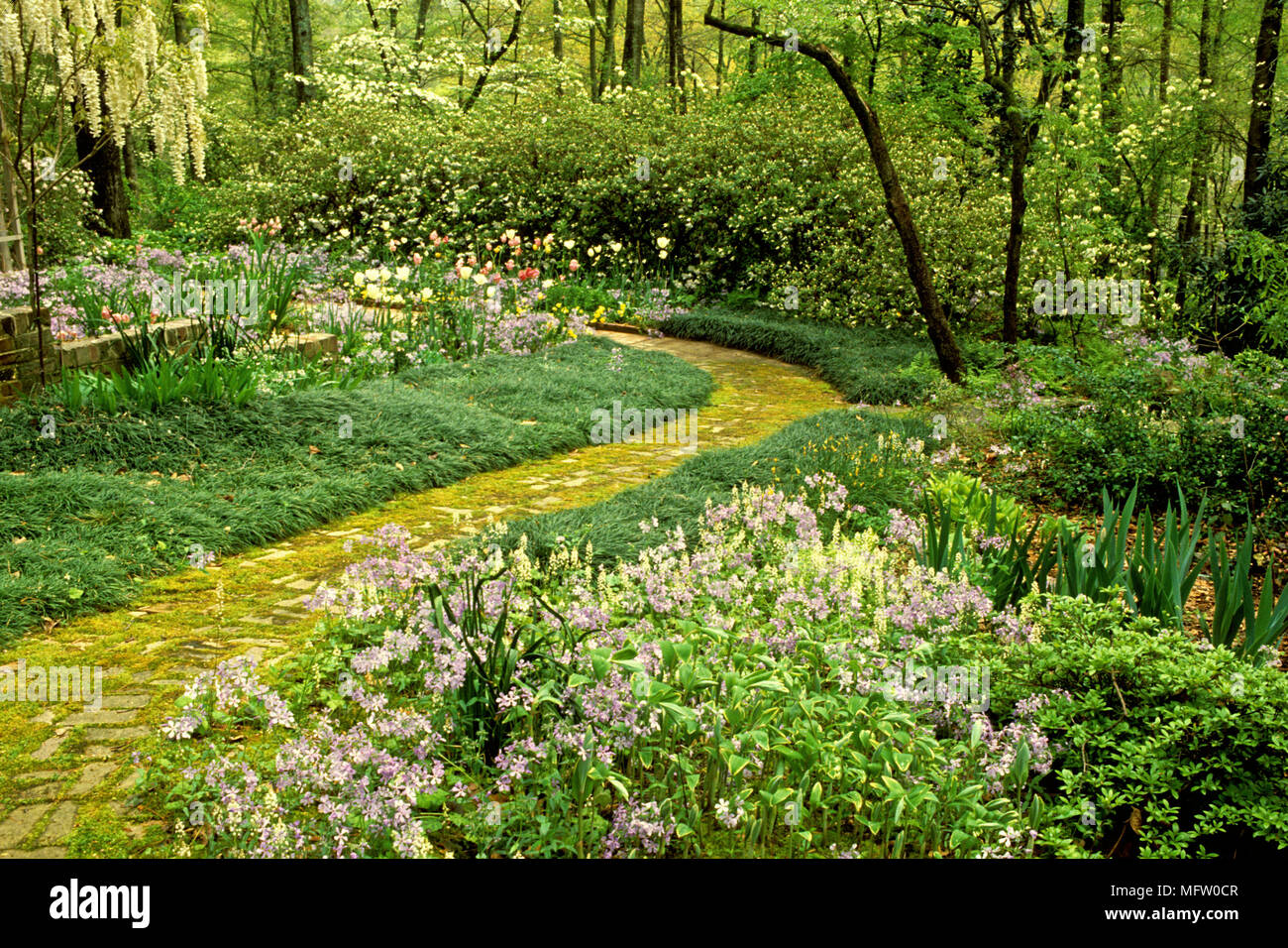 Pfad durch den Wald Garten mit Pflanzen der Ophiopogon japonicus, Tiarella und Phloix maculata Stockfoto