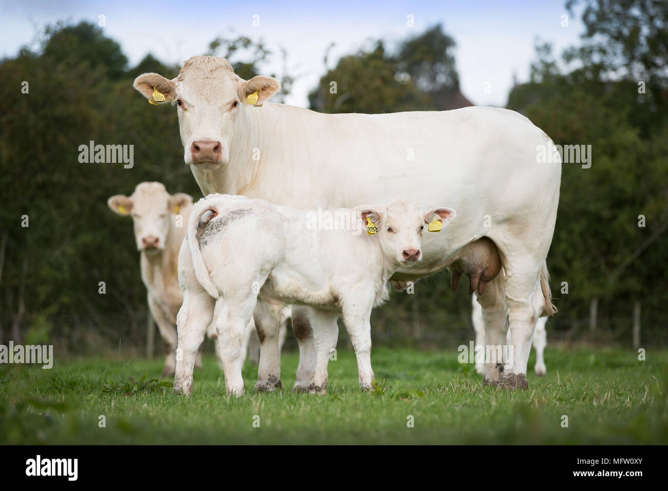 Charolais Rind Kuh und Kalb Stockfoto
