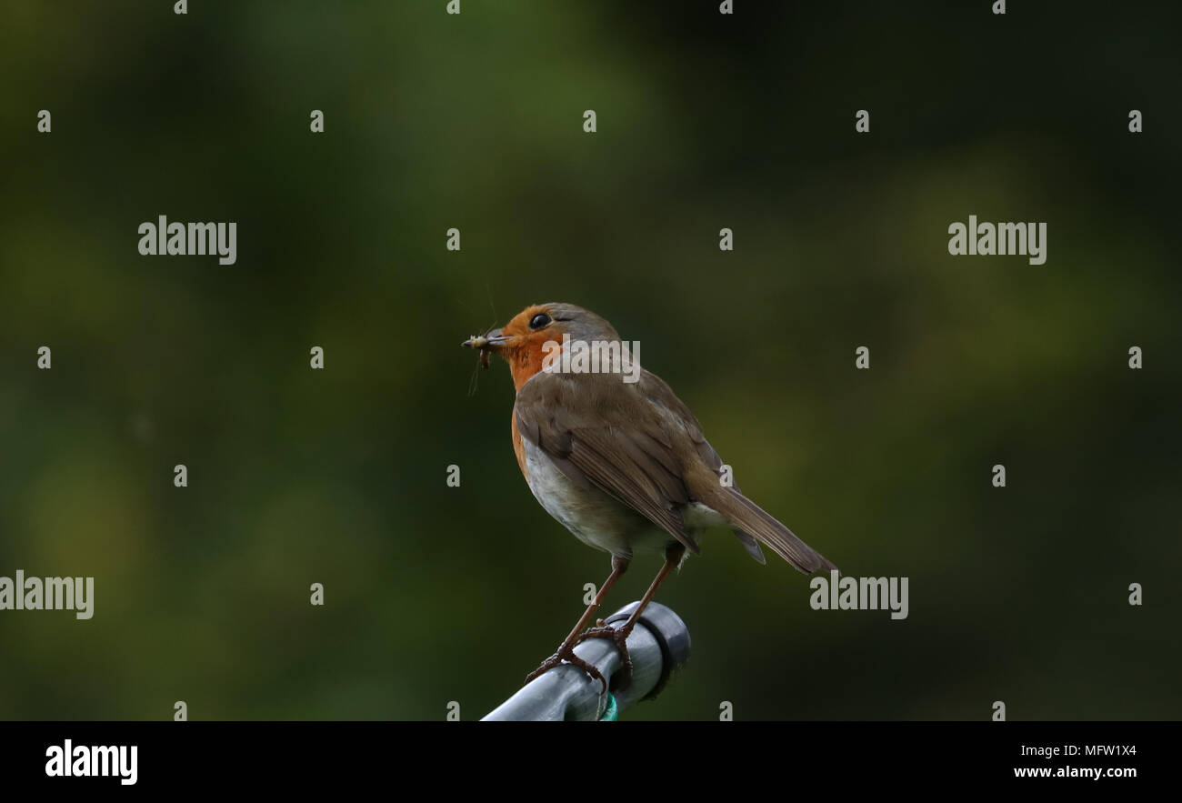 Robin im Garten Stockfoto