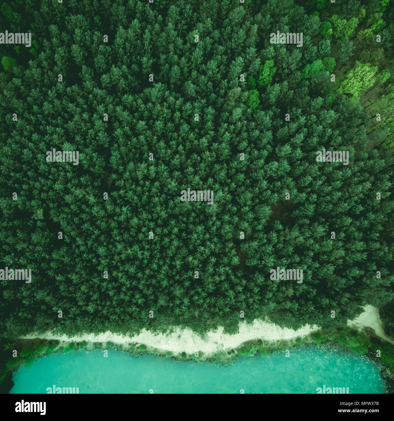 Frühlingswald und wilden Strand, Birds Eye Luftbild Drohne anzeigen. Stockfoto