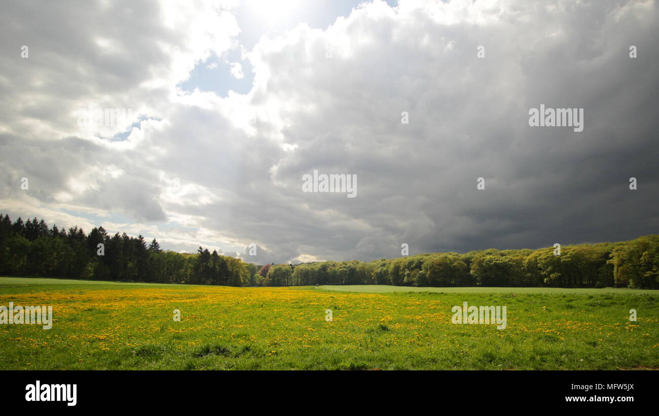 Wiese und Wald mit Löwenzahn im April mit starken Kontrast zwischen Sonne und dunkle Wolken, Soft Focus Bild Stockfoto