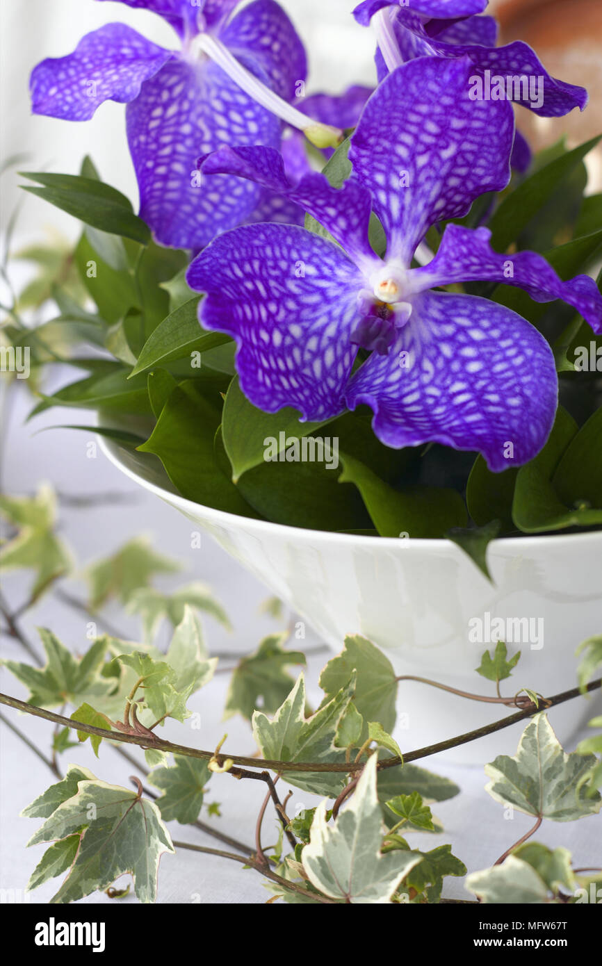Lila Blten mit Efeu Bltter Stockfotografie - Alamy