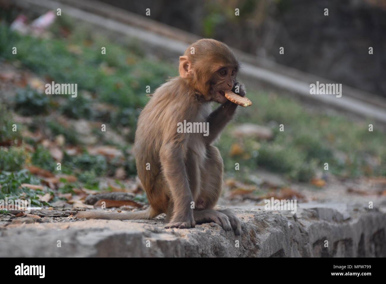 Kleiner Affe essen ein Cookie, Kathmandu, Nepal Stockfoto Kleiner Affe essen ein Cookie, Kathmandu, Nepal Stockfoto