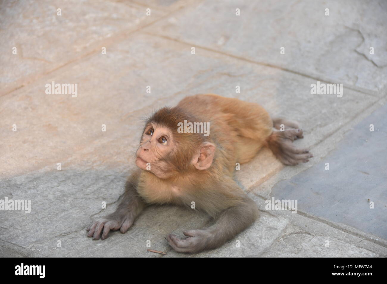 Little Monkey nach oben blicken, Kathmandu, Nepal Stockfoto Little Monkey nach oben blicken, Kathmandu, Nepal Stockfoto