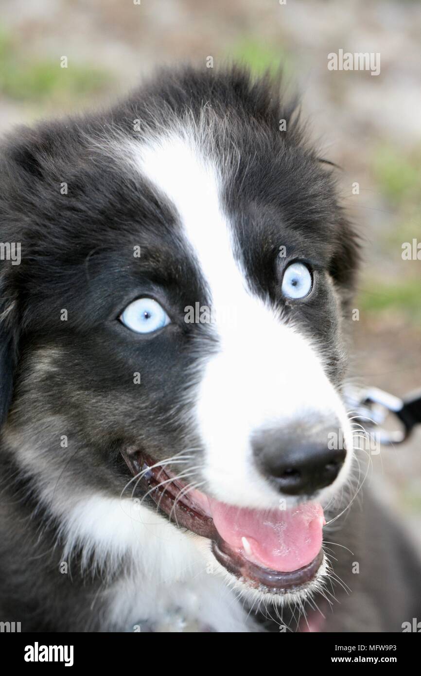 Schwarz-weißer australischer Schäferhund mit hellblauen Augen und geöffnetem Mund, der die Zunge zeigt Stockfoto