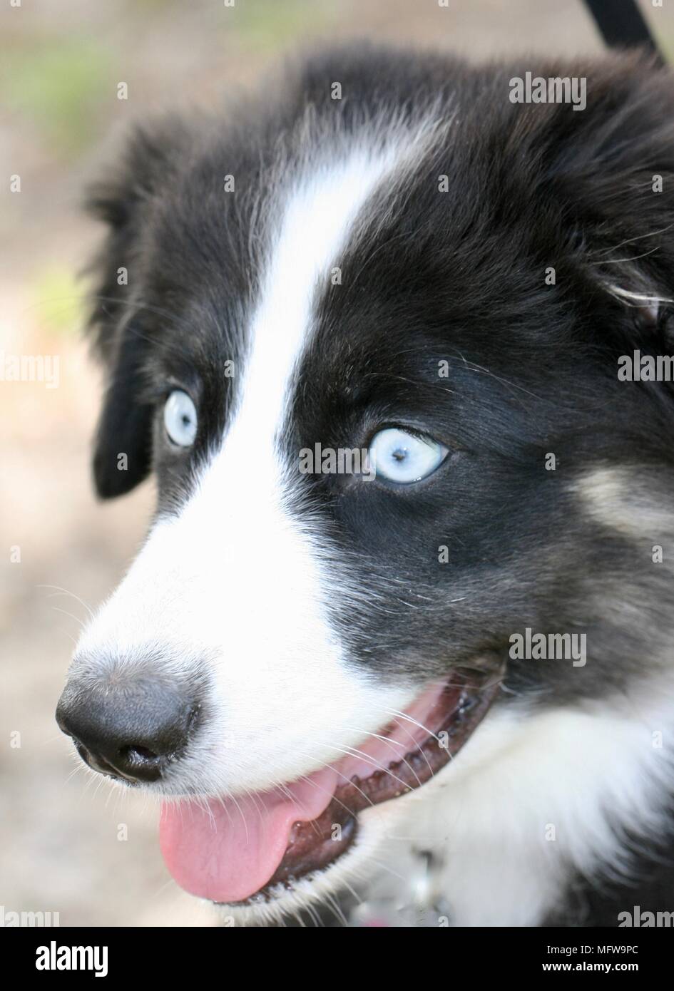 Schwarz-weißer australischer Schäferhund mit hellblauen Augen und geöffnetem Mund, der die Zunge zeigt Stockfoto