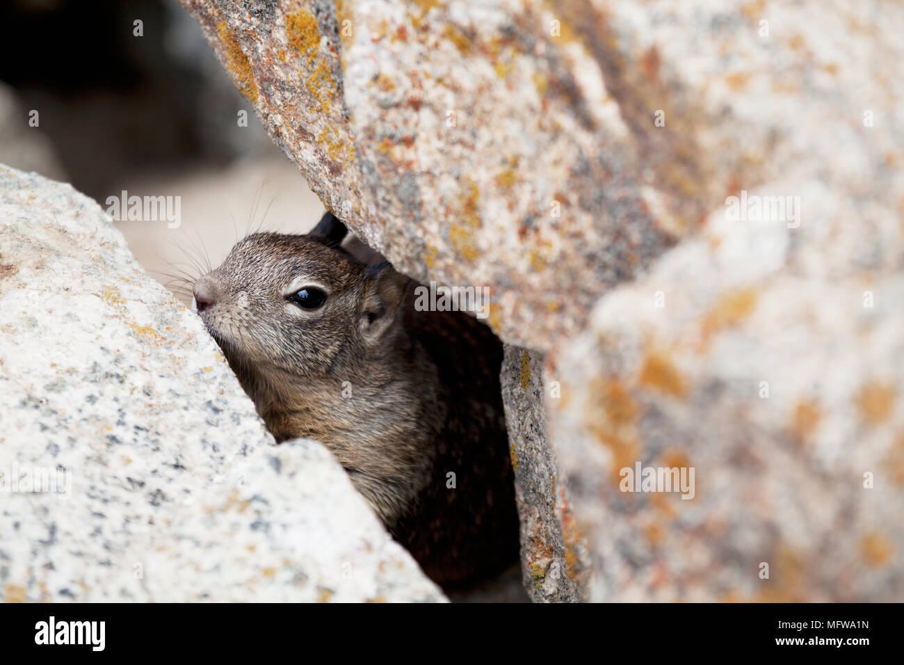 Ein Kalifornien Erdhörnchen (Otospermophilus beecheyi) späht Aus zwischen großen Felsen in der Nähe von Monterey Bay, Kalifornien, Pazifikküste Stockfoto