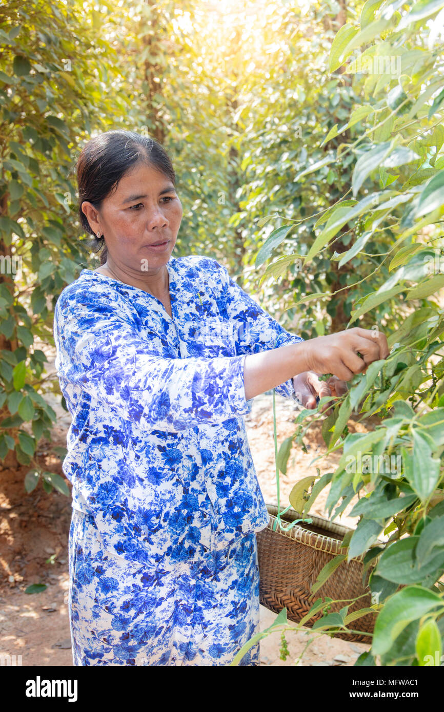 Eine Frau Entnahme raw Grüner Pfeffer Früchte (pfefferkörner) in einem Pfeffer Plantage in Kampot, Kambodscha Stockfoto