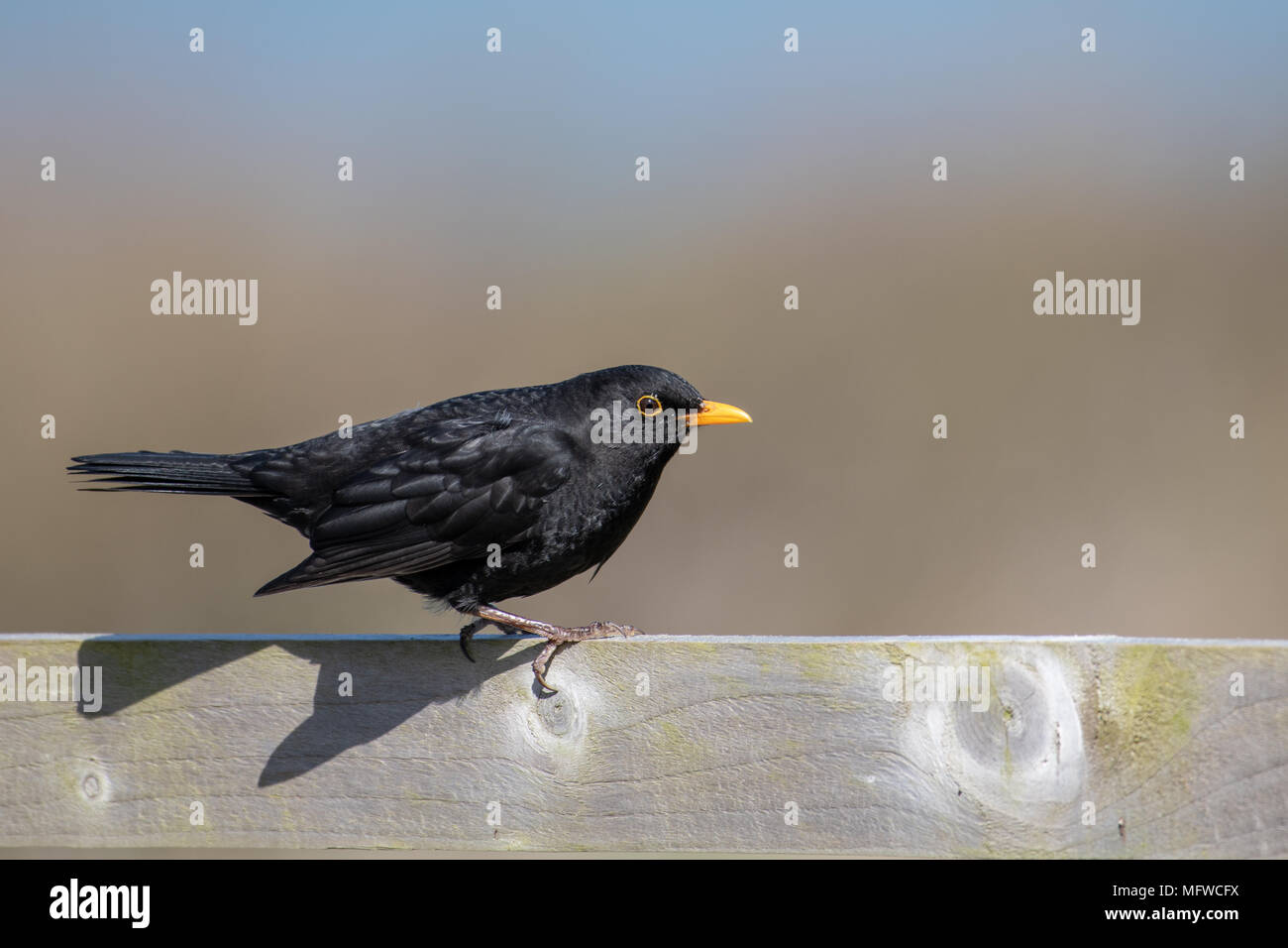 Eine Amsel sitzt auf einem Zaun (Profil) im Whitehaven. Stockfoto