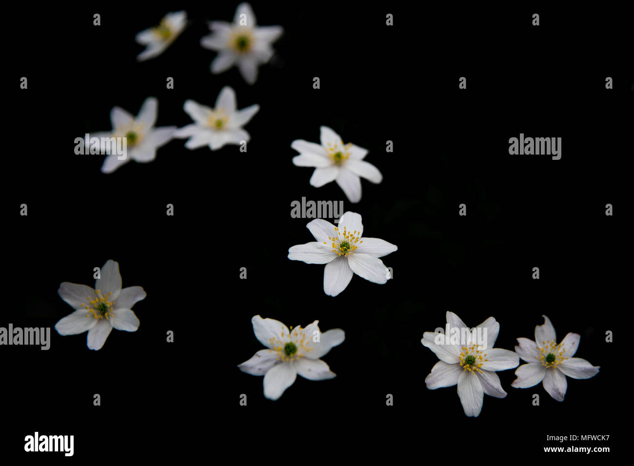 Buschwindröschen Blumen auf schwarzem Hintergrund Stockfoto