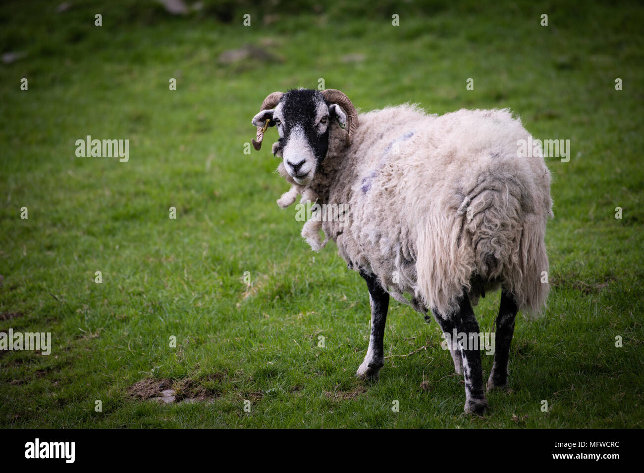 Ein Strähnig Swaledale Schafe auf den Fells von Cumbria Stockfoto