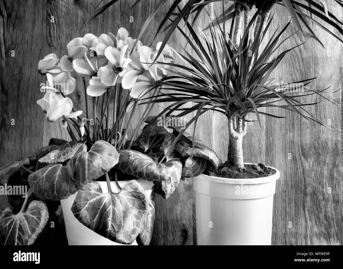 Kübelpflanzen: blühender Blumen rosa Cyclamen und tropische Pflanze  dracaena. Schwarz-weiß-Bild Stockfotografie - Alamy