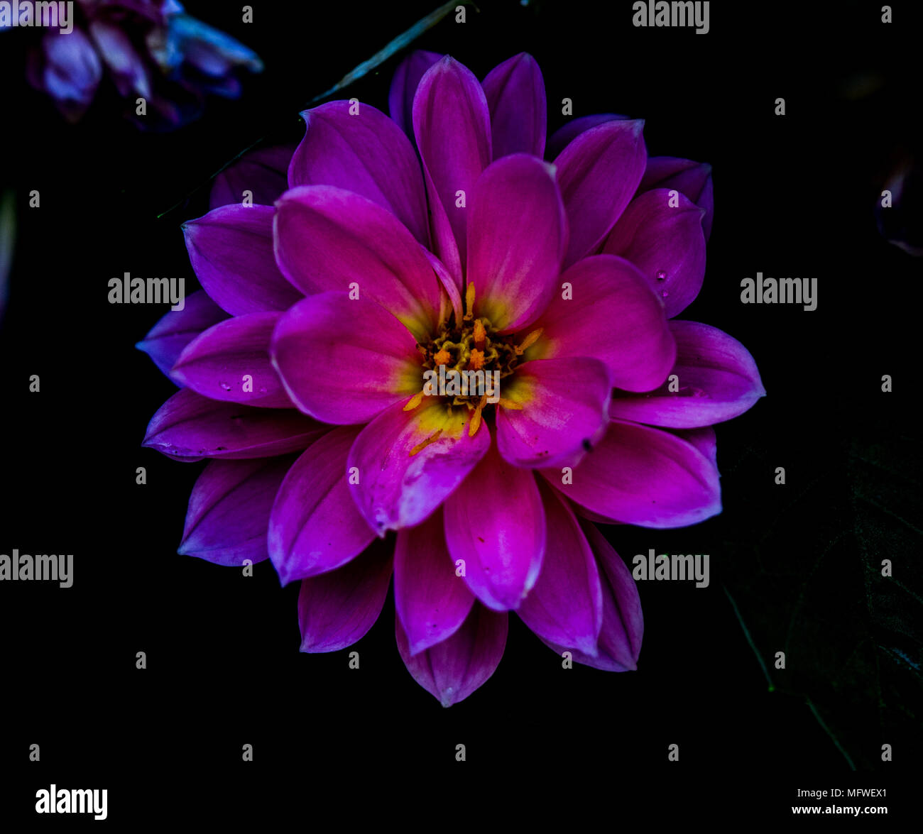 Schöne Blumen, beruhigende, lebendige Farben Stockfoto