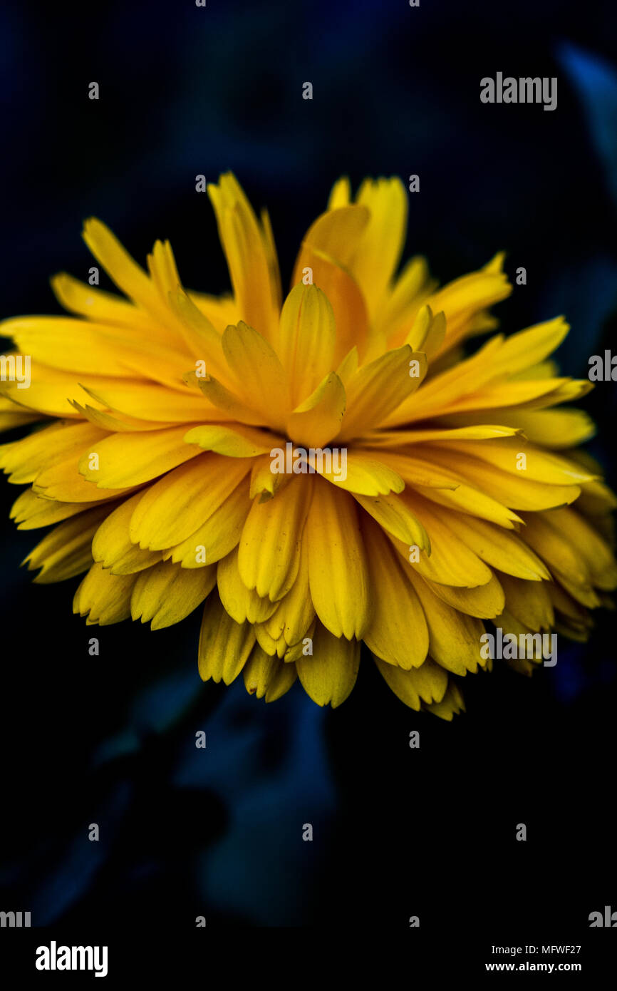 Schöne Blumen, beruhigende, lebendige Farben Stockfoto