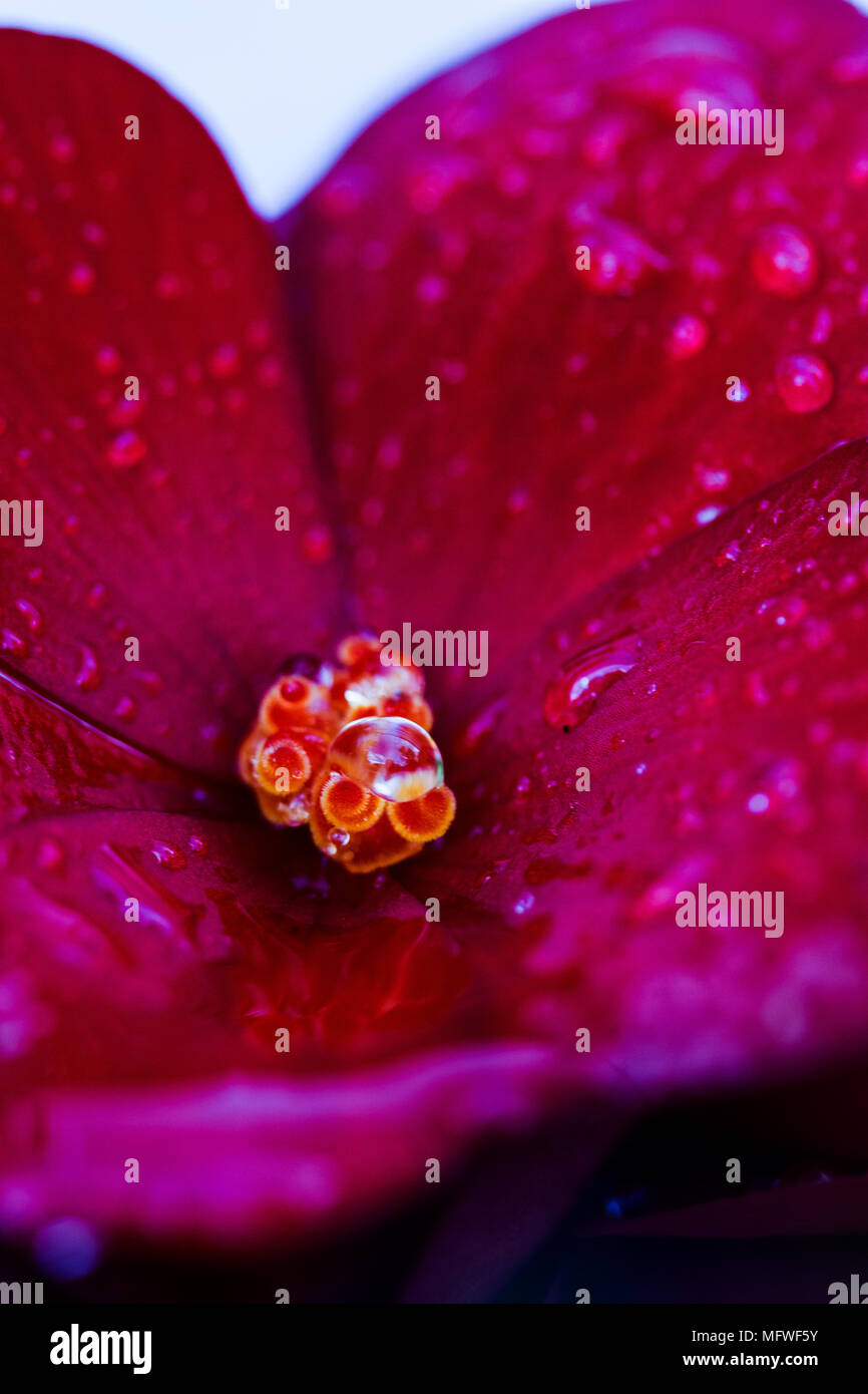 Schöne Blumen, beruhigende, lebendige Farben Stockfoto