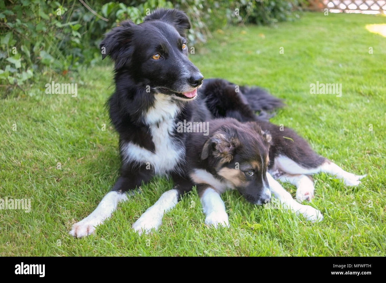 Border Collie Welpen mit erwachsenen Hund Stockfoto