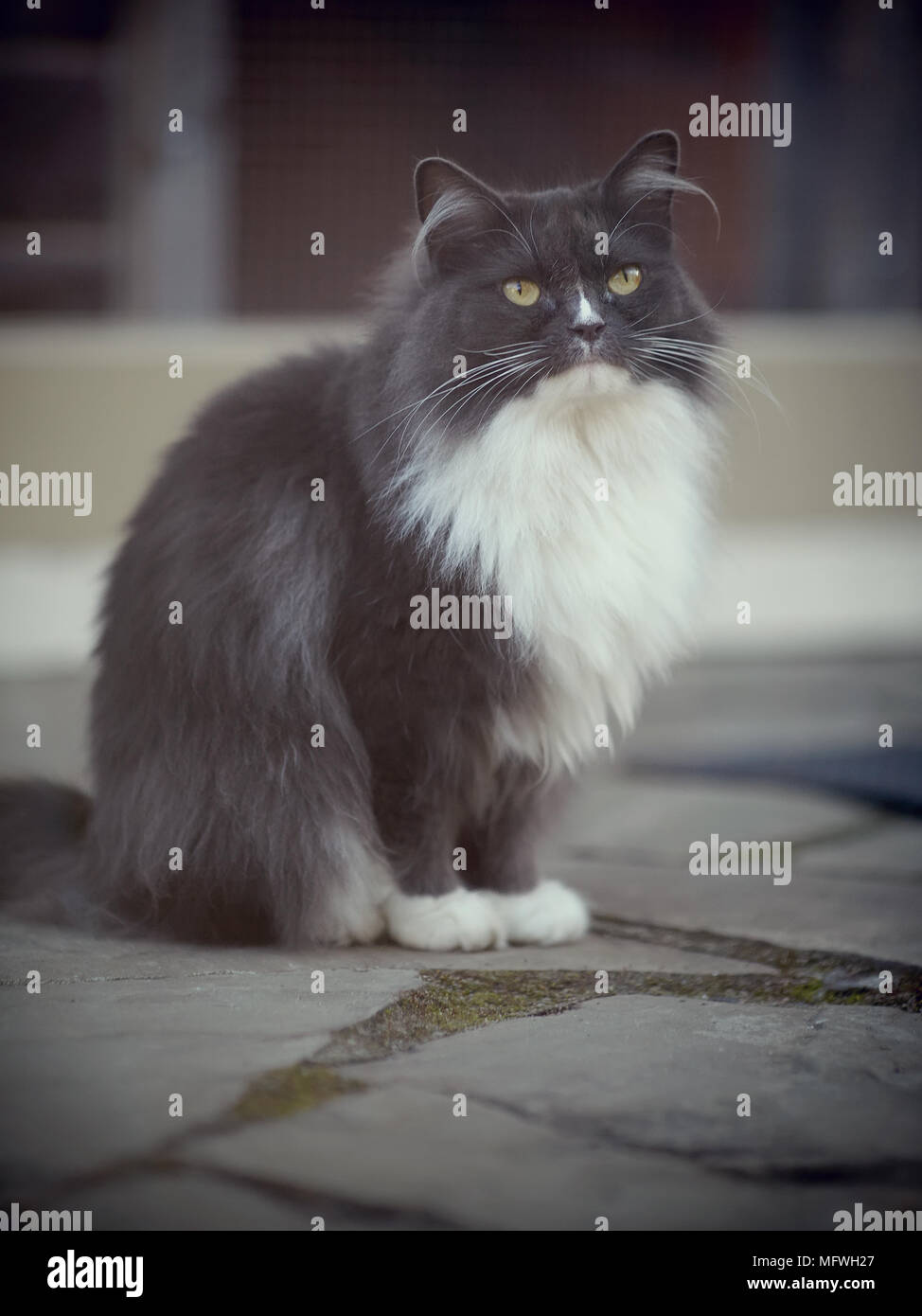 Flauschige Katze eine rauchige Farbe mit gelben Augen. Stockfoto