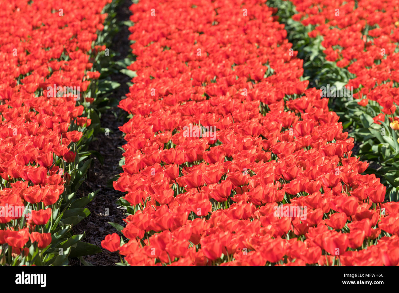 Tulpenfeld in den Niederlanden Stockfoto