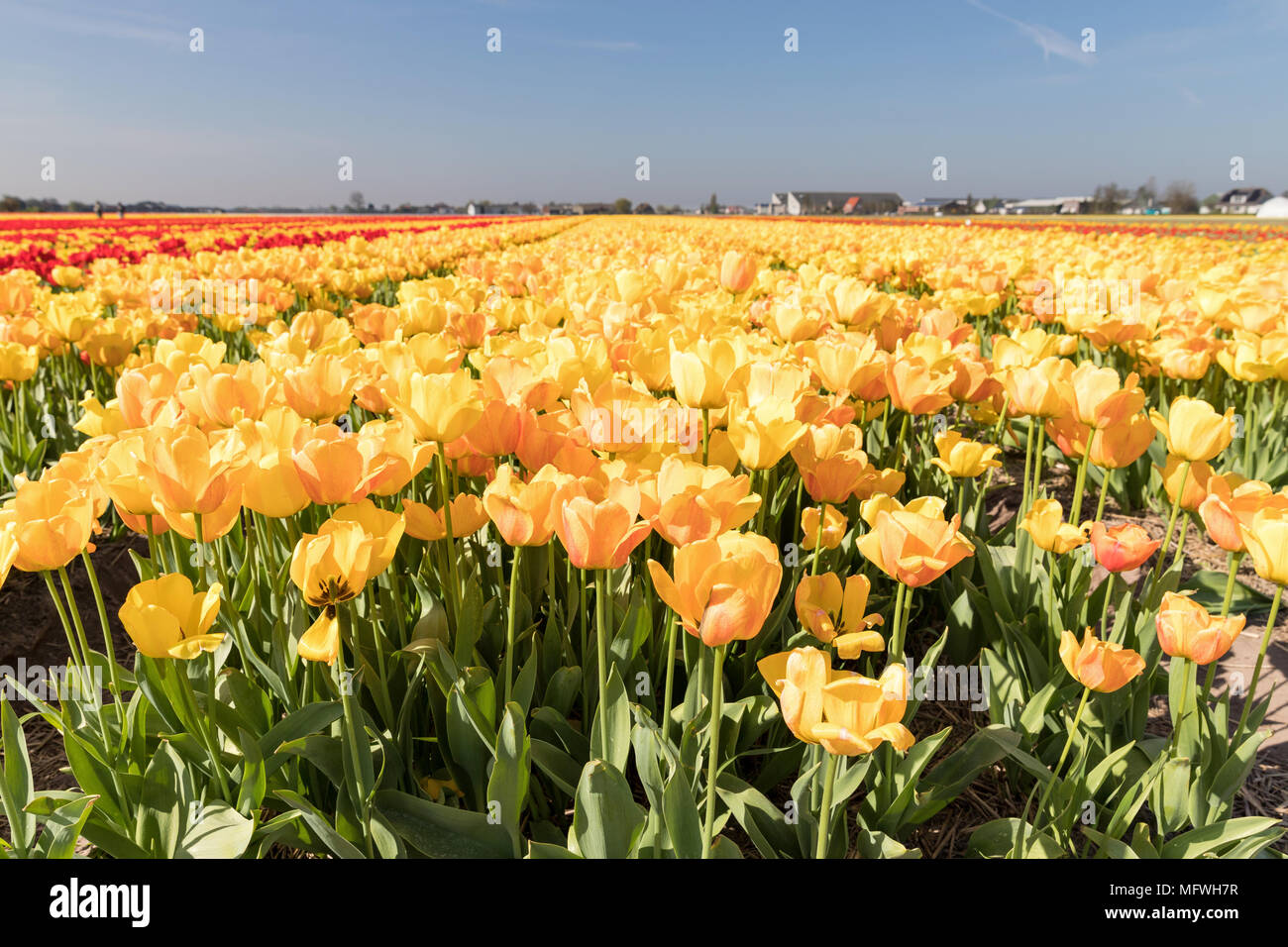 Tulpenfeld in den Niederlanden Stockfoto