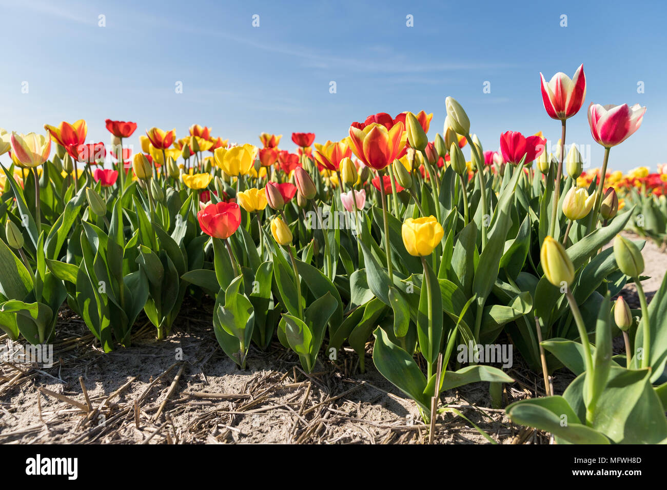 Tulpenfeld in den Niederlanden Stockfoto