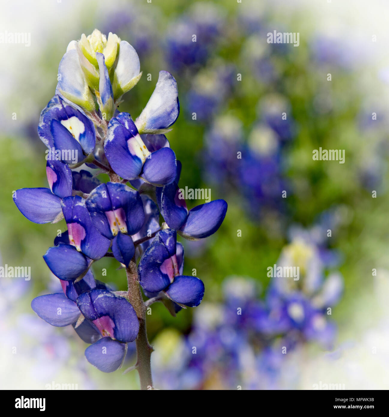 Royal Farbton. Ein Blick auf die schönen Bluebonnet Blume attraktiv für Schmetterlinge und andere Insekten. Bei Kerrville-Schreiner Park in NW-TX. Stockfoto