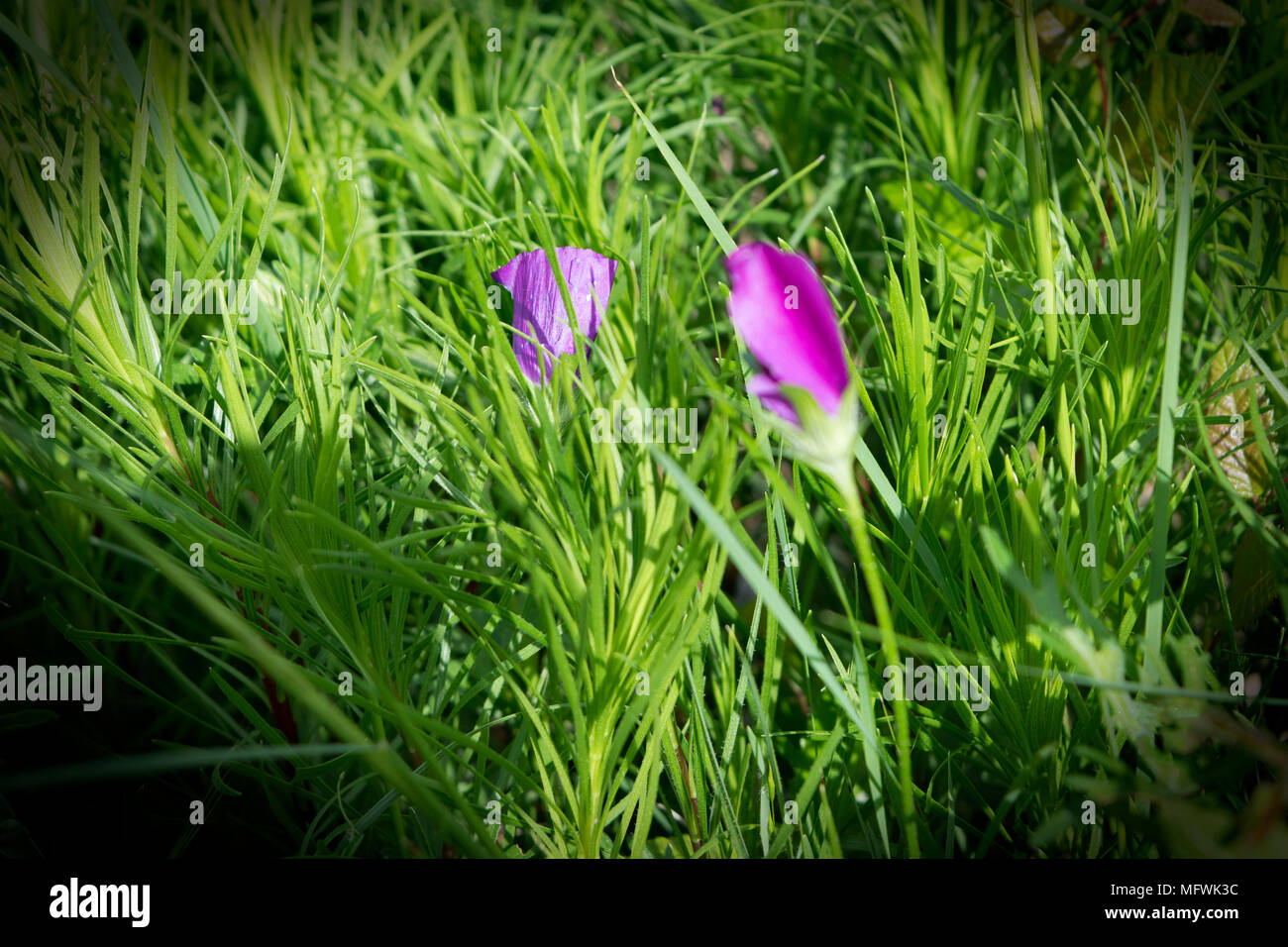 Auffällig einsamen lila Blüten gegen ein Feld von tiefen grünen Gras. Gefunden gehen durch einen Schmetterlingsgarten Lebensraum im Nordwesten von Texas. Stockfoto