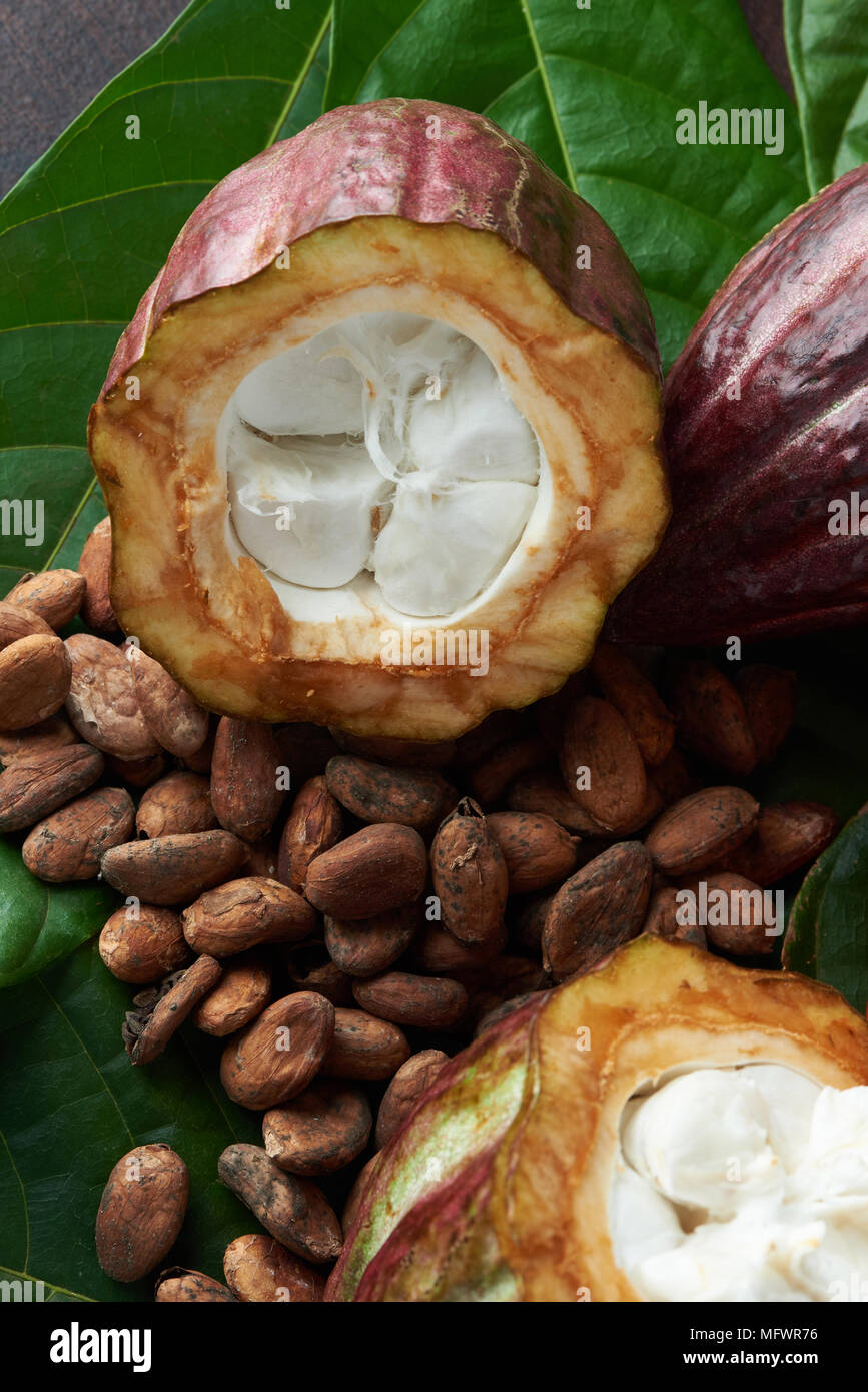 Bunte rohe Schokolade Thema. Nahaufnahme von cacao Pflanzen Farm Stockfoto