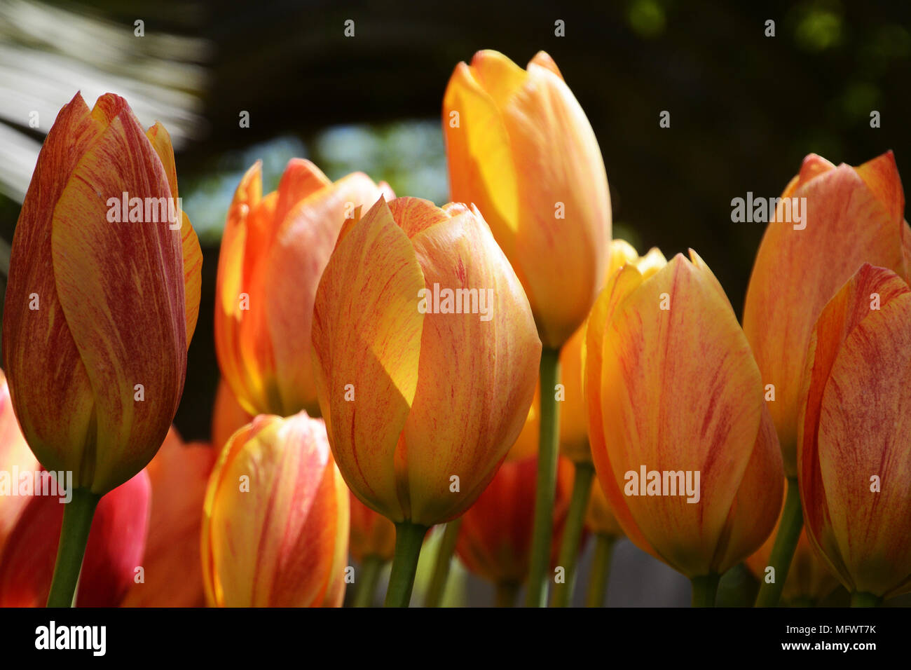 Gelbe Tulpen Stockfoto