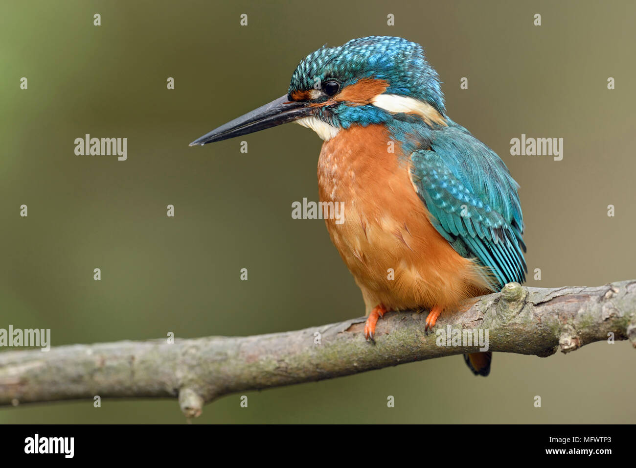 Eurasischen Kingfisher/Eisvogel (Alcedo atthis) männlichen Erwachsenen im Frühjahr, auf einem Zweig sitzend, - Hautnah, detaillierte Seitenansicht, Wildlife, Europa. Stockfoto