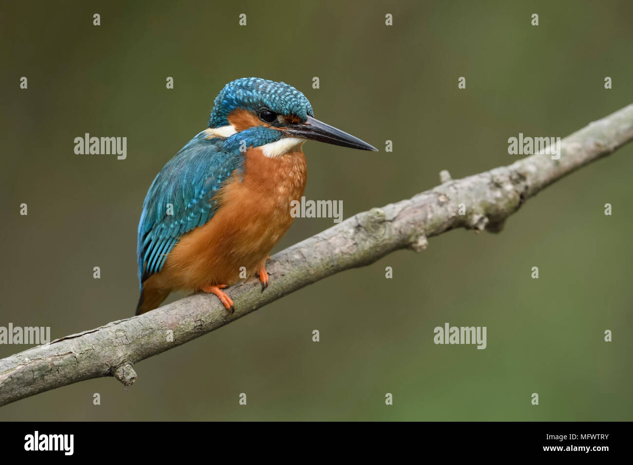 Eisvögel/Eisvogel (Alcedo atthis), männlich im Frühjahr, auf einem Ast über dem Fluss thront, detaillierte Nahaufnahmen, Wildlife, Europa. Stockfoto