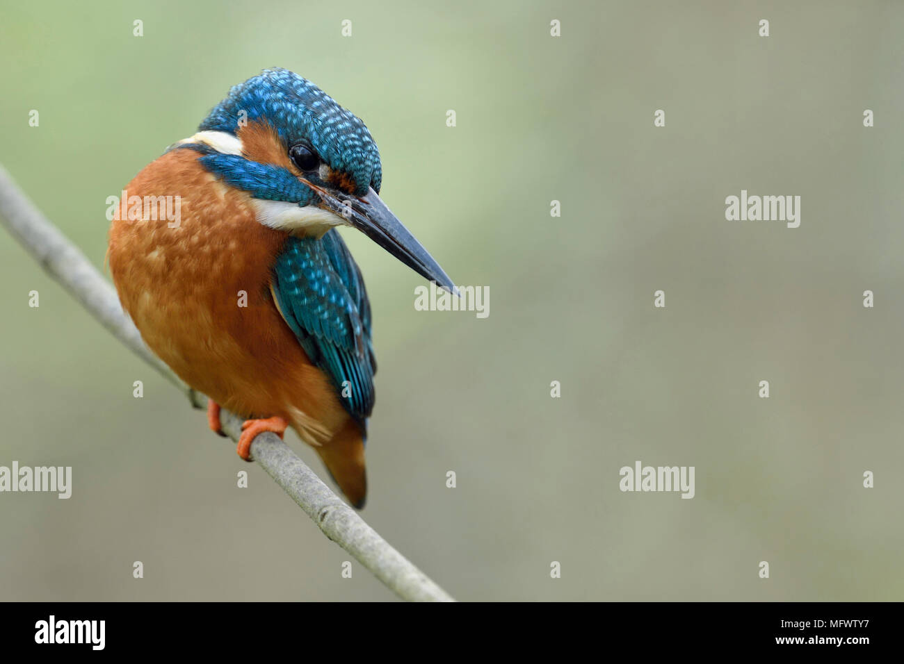 Eurasischen Kingfisher/Eisvogel (Alcedo atthis), männlich, thront auf einem Zweig für Jagd, angespannt, seinen Kopf zurück, schöne Aussicht, Natur, Europa. Stockfoto