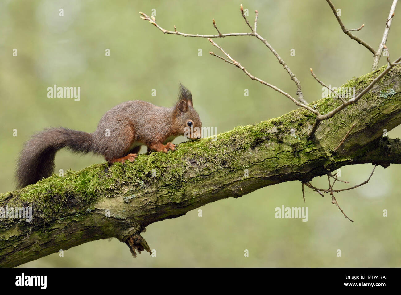 Eichhörnchen/Europaeisches Eichhörnchen (Sciurus vulgaris), climbin in einem in einer Eiche, für Lebensmittel, Fütterung, Wildlife, Europa suchen. Stockfoto