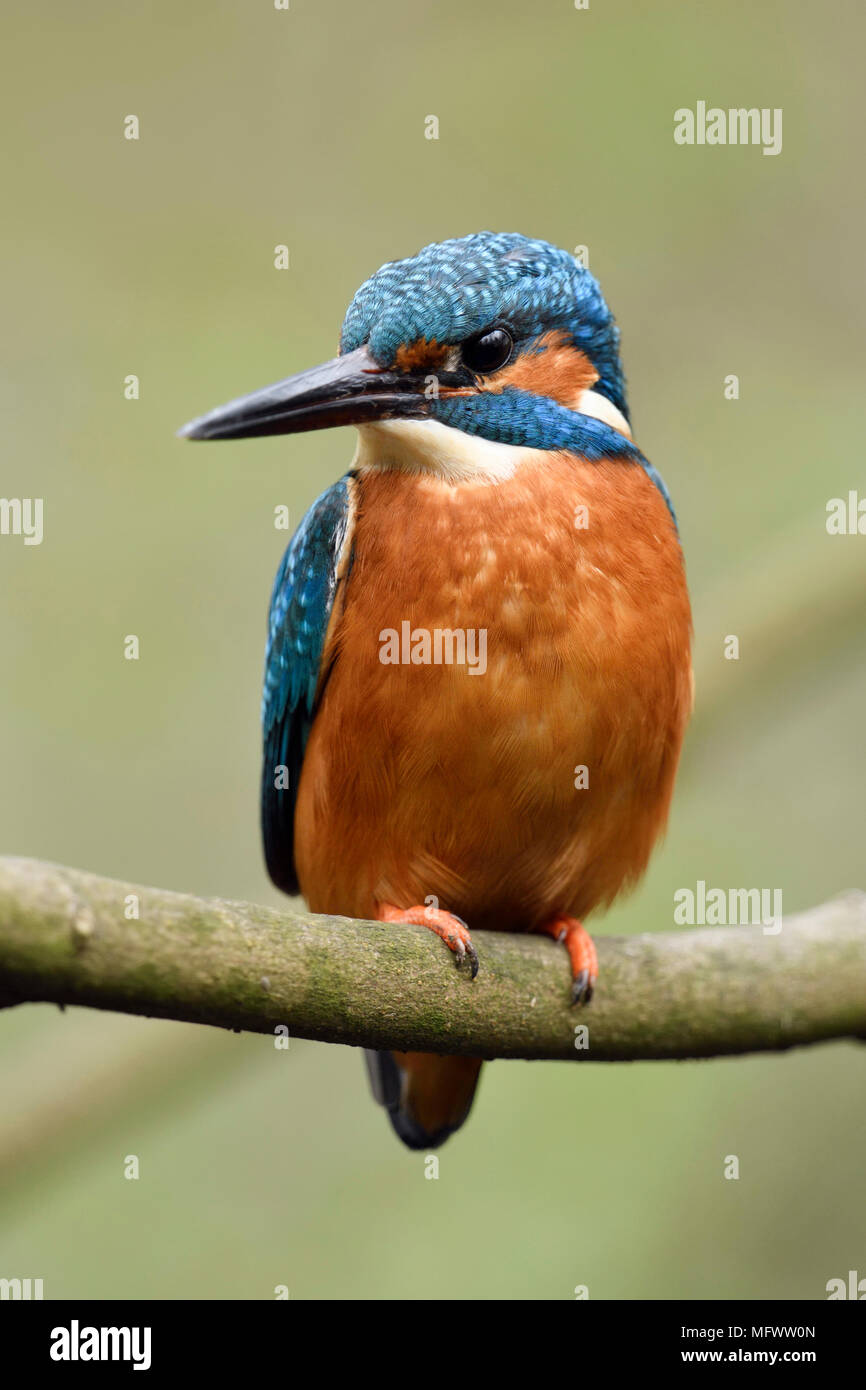 Eurasischen Kingfisher/Eisvogel (Alcedo atthis), männlicher Vogel auf einem Zweig eines Baumes, Vorderansicht, detaillierte Nahaufnahmen, Wildlife, Europa thront. Stockfoto