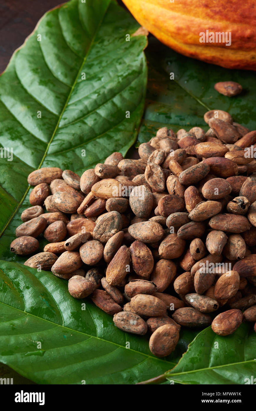 In der Nähe von trockenen Kakao Samen auf Grün fesh Pflanze Blätter Stockfoto