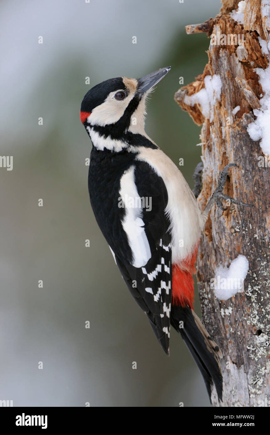 Buntspecht/Buntspecht (Dendrocopos major) Sitzung/Klettern auf einem morschen Baumstamm, auf der Suche nach Essen, Wildlife, Europa. Stockfoto