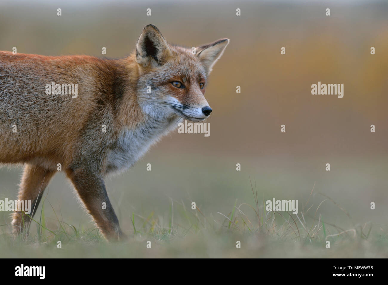 Red Fox/Rotfuchs (Vulpes vulpes) beobachtet neugierig, weiches Licht, Nahaufnahme, halb Körper, Wildlife, Europa. Stockfoto