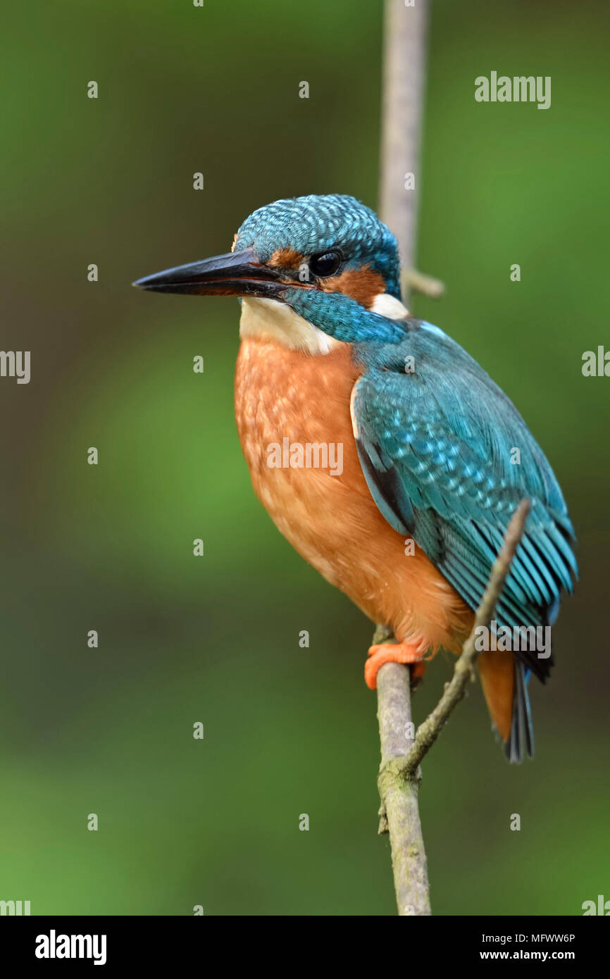 Eurasischen Kingfisher/Eisvogel (Alcedo atthis) männlichen Erwachsenen im Frühjahr, auf einem Zweig sitzend, schönen Hintergrund, Seitenansicht, Wildlife, Europa. Stockfoto