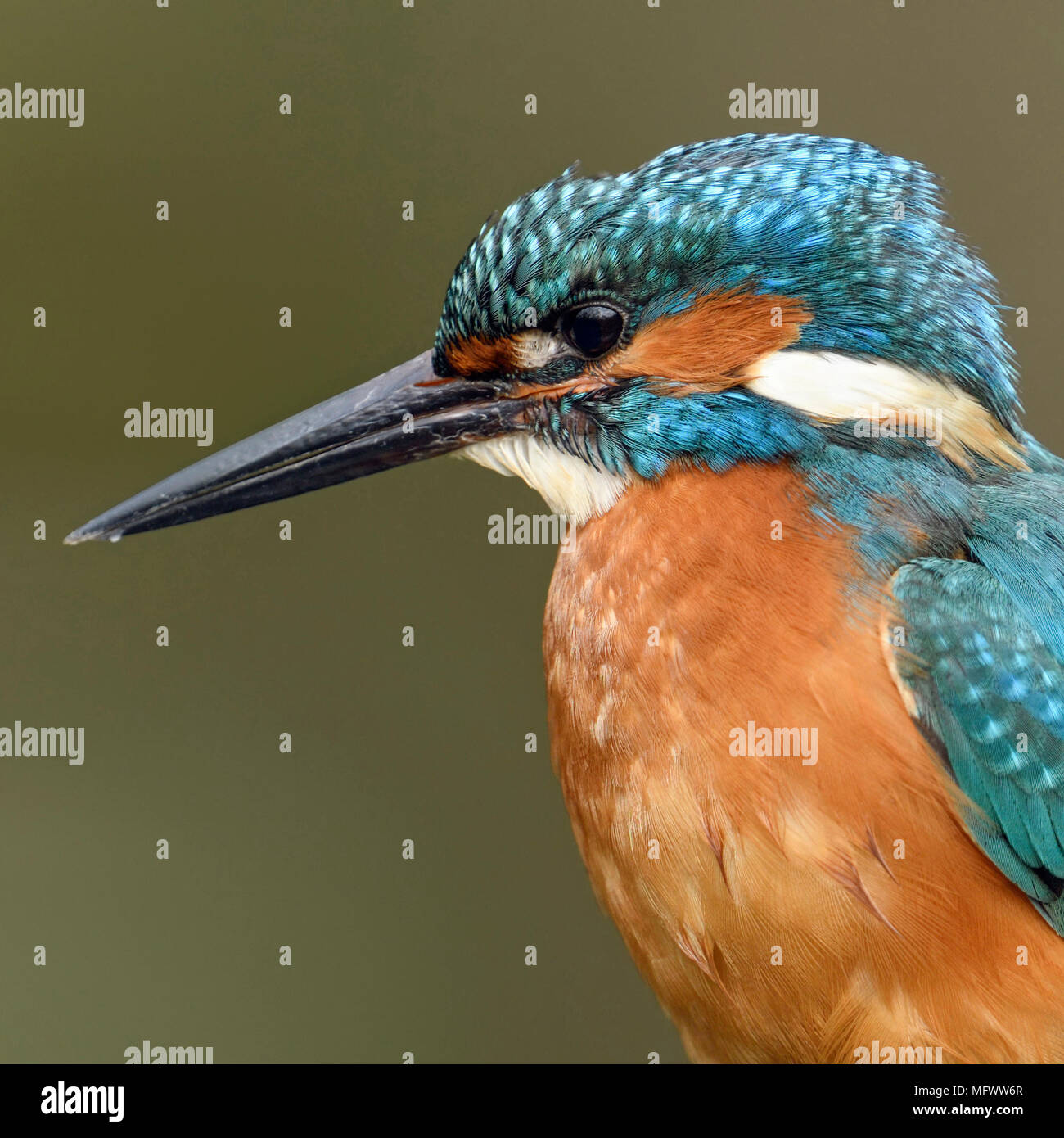 Eurasischen Kingfisher/Eisvogel (Alcedo atthis) männlichen Erwachsenen im Frühjahr,, - Hautnah, headshot, detaillierte Seitenansicht, Wildlife, Europa. Stockfoto
