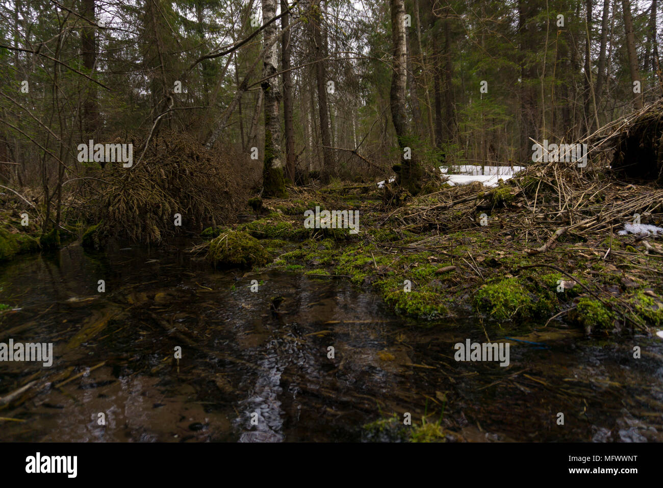 Wald Strom unter den moosigen Ufern im Frühjahr während der Schneeschmelze Stockfoto