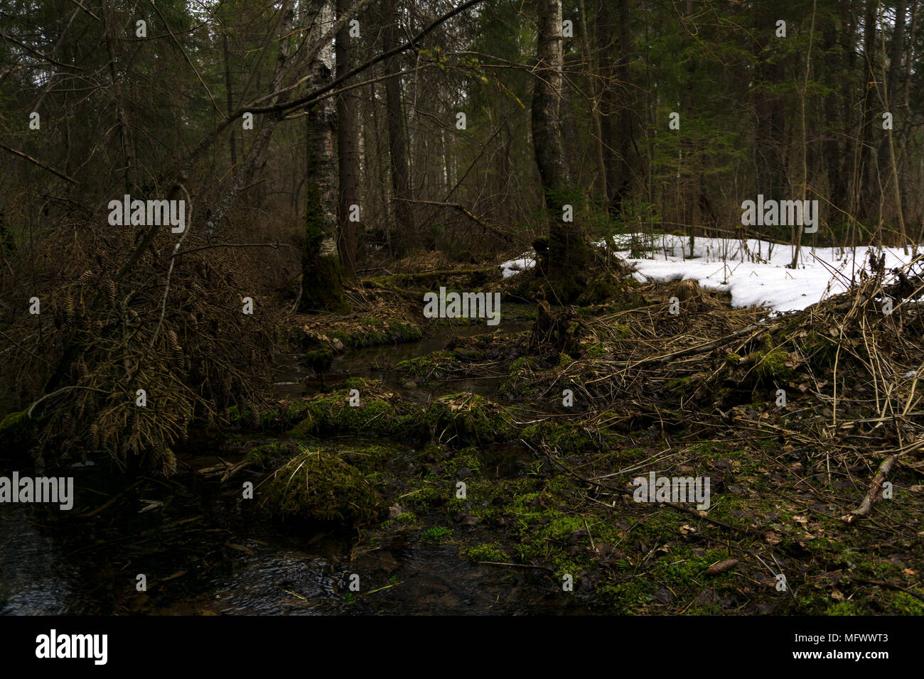 Sumpfigen dickichten der gemischten Nadelwälder des borealen Klima während der Schneeschmelze im Frühjahr Stockfoto